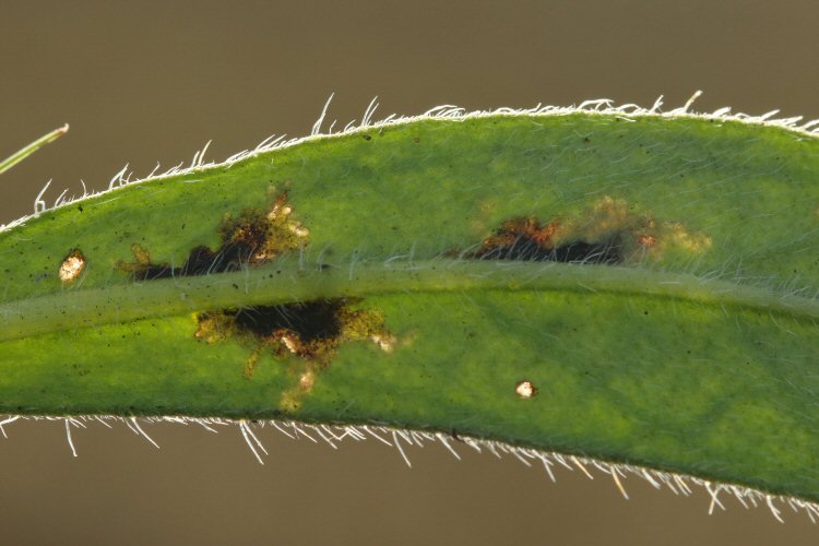 mines by leaf midrib