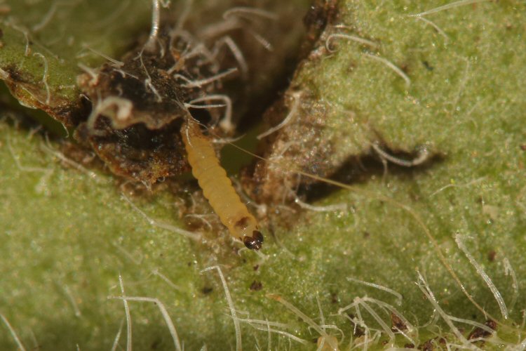 larva