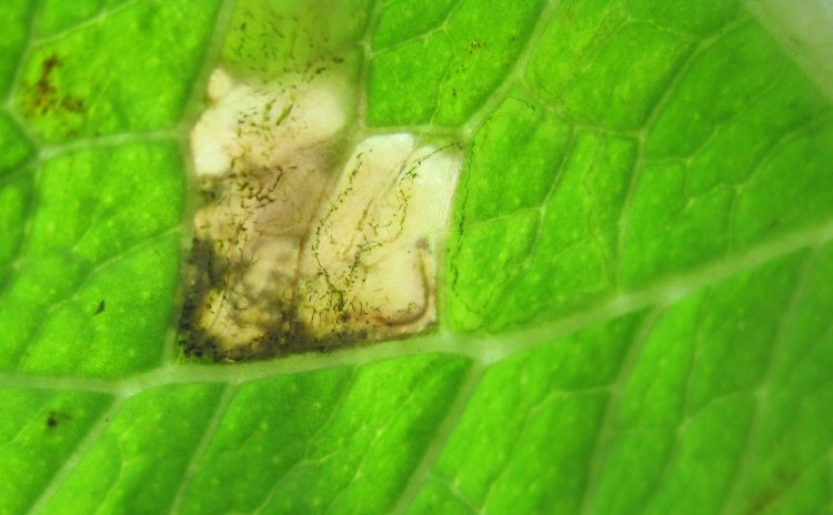 larva in mine