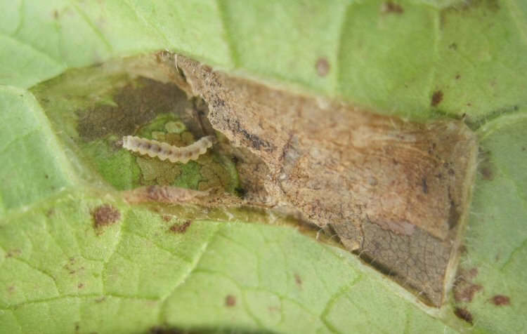 immature larva