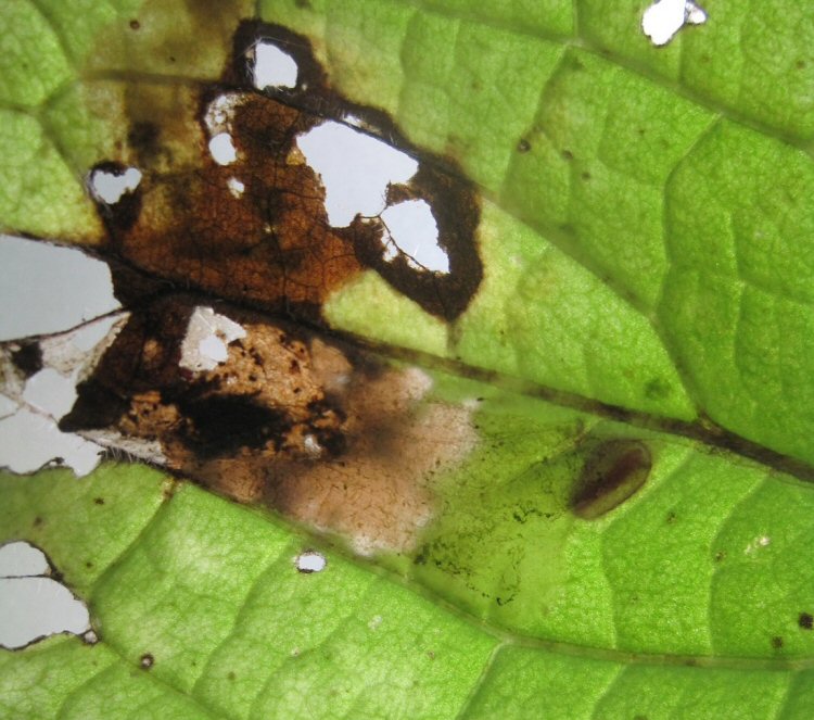 forms a brown blotch