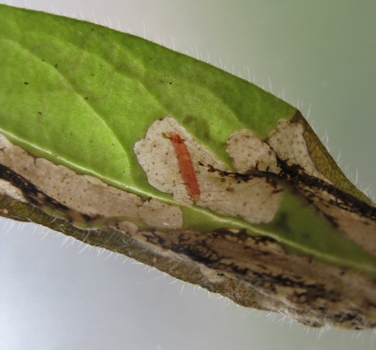 mature larva 