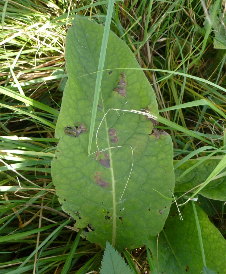 forms brown blotches