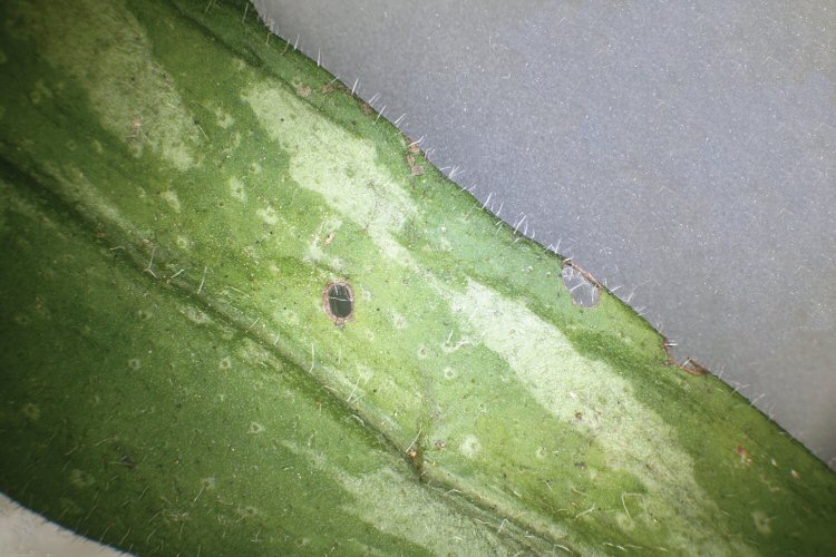 upper leaf surface