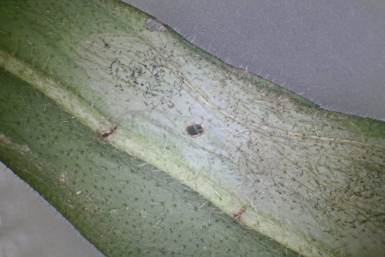 lower leaf surface