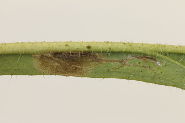 mines occur by the midrib