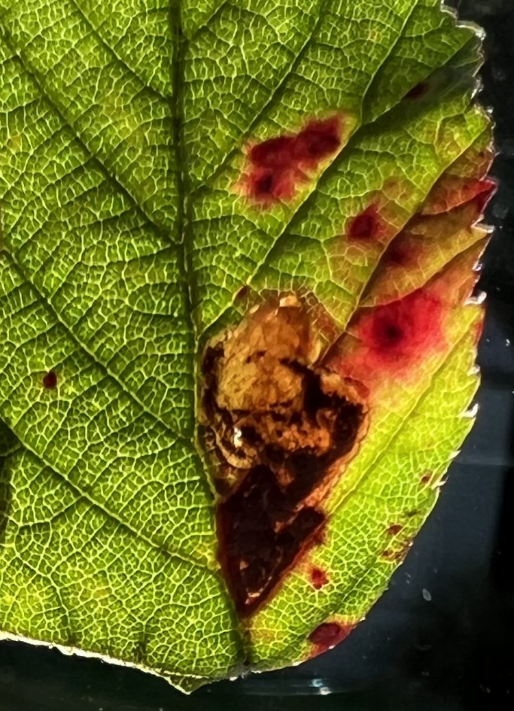 laef stains purpel