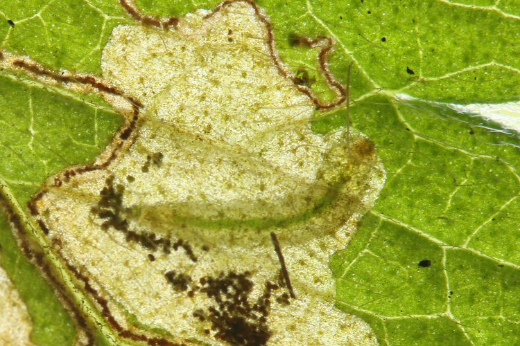 larva