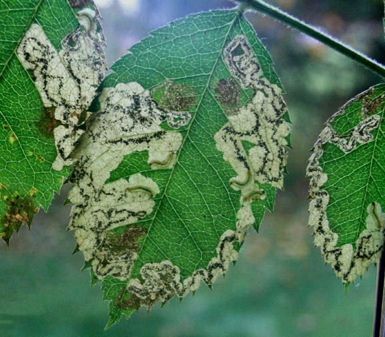 several mines may occur in a leaf