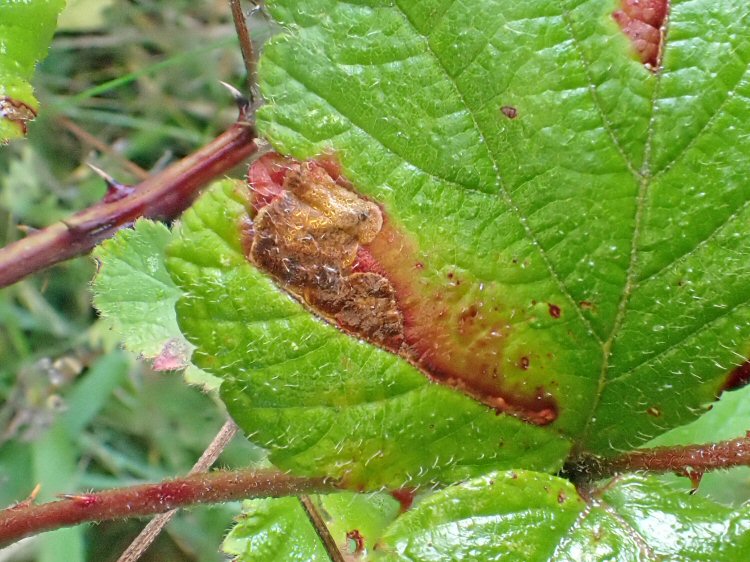 leaf stains red