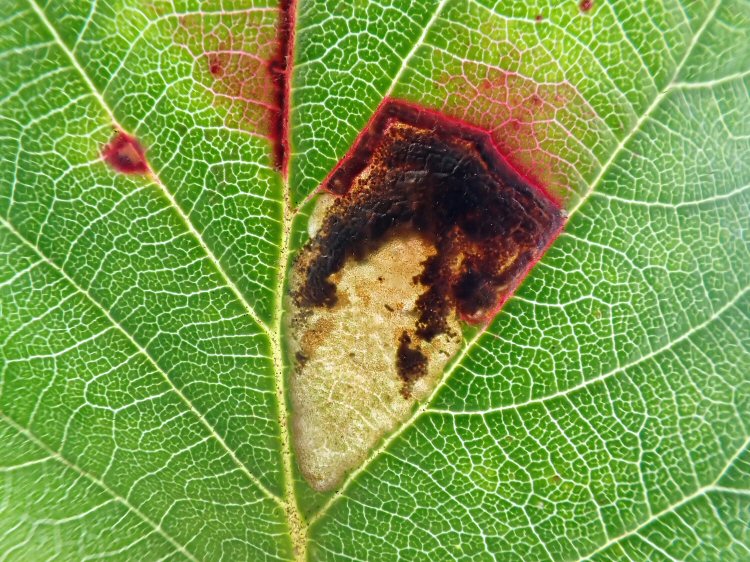 leaf stains red