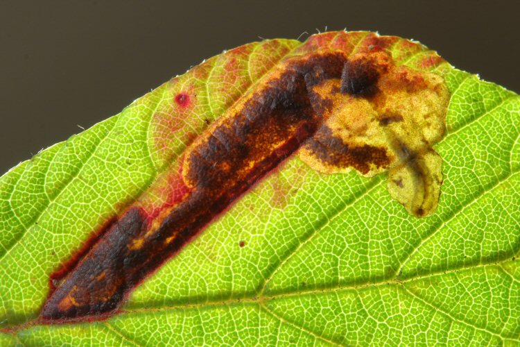 larva in mine