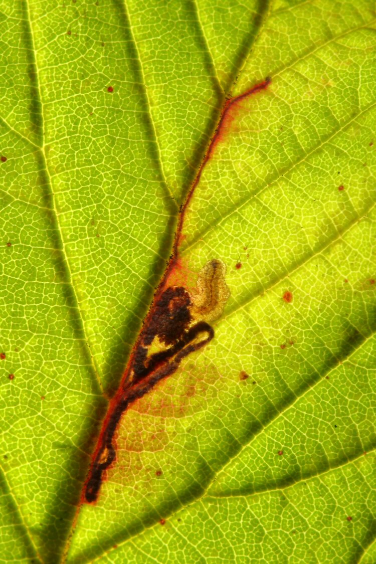 larva in mine