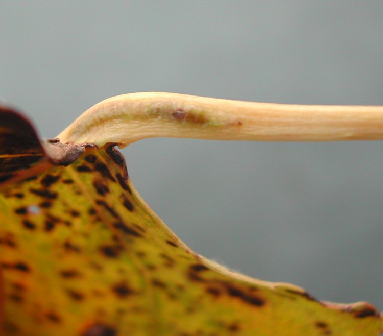 the initial mine si in the petiole