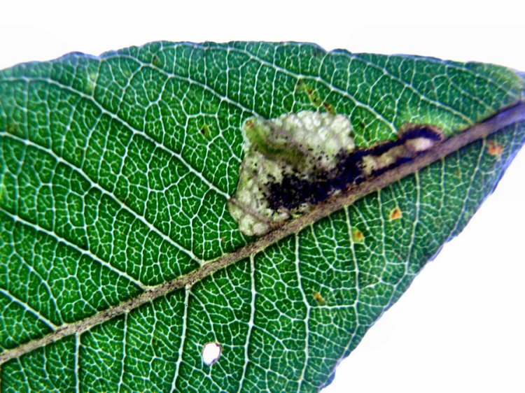 larva in mine