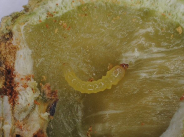 larva