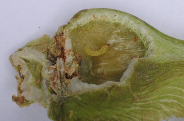 larva