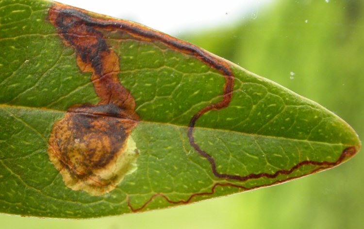larva in mine