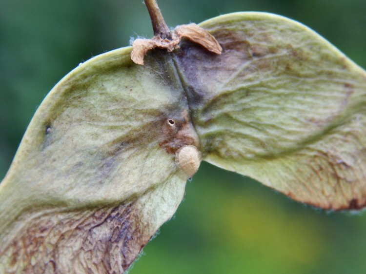 cocoon