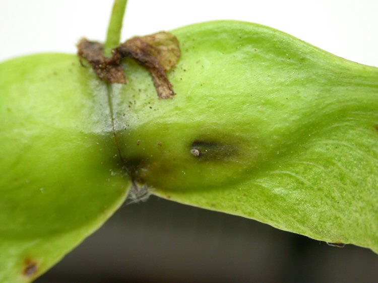 egg