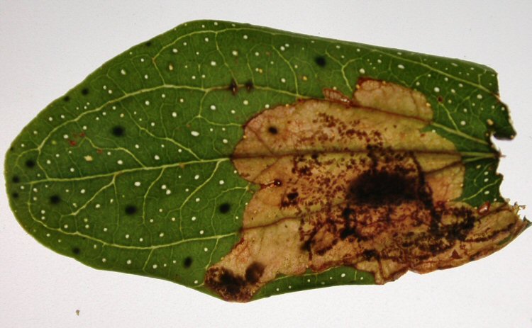 a gallery leads to a blotch