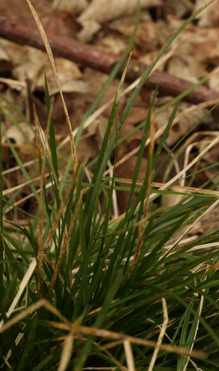 mine in tufted hair grass