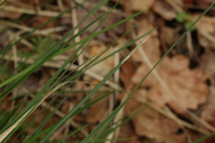 leaf tip mines