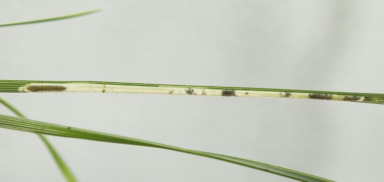 larva in mine