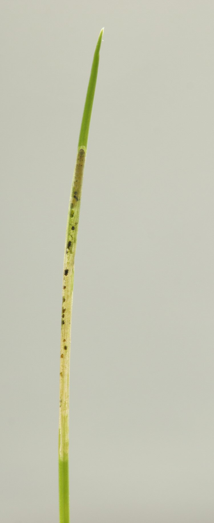 larva in mine