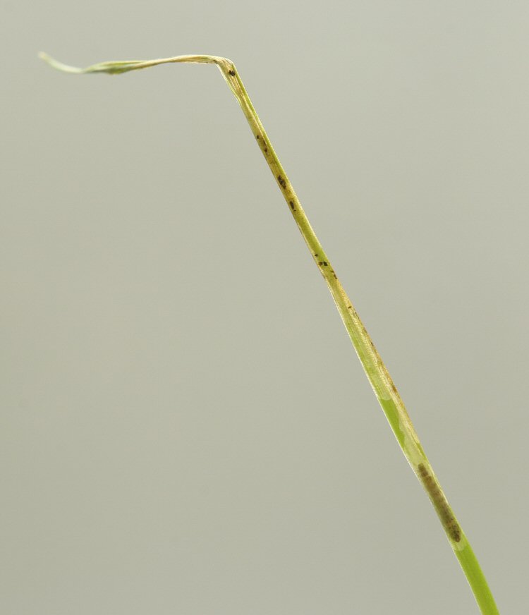 larva in mine