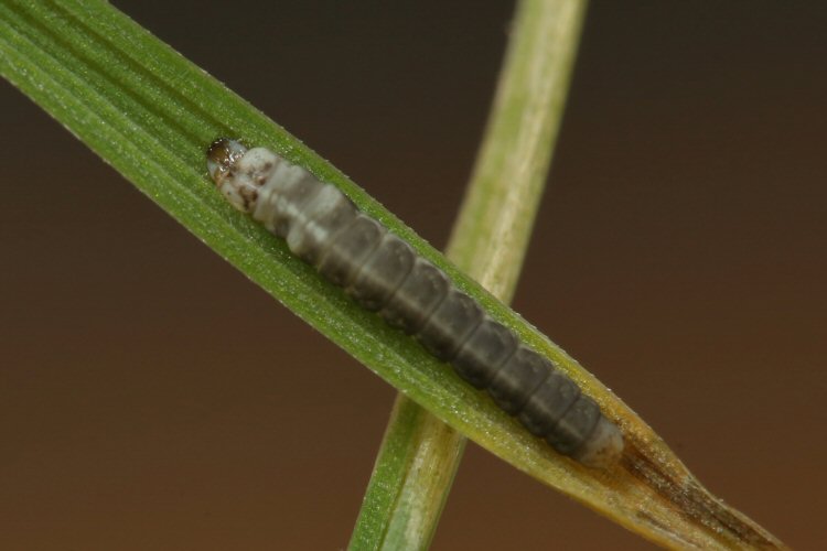 larva