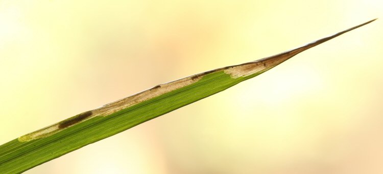 larva in mine