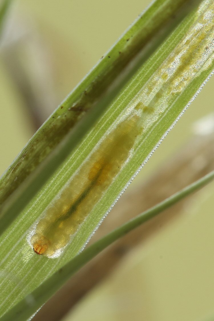 larva in mine