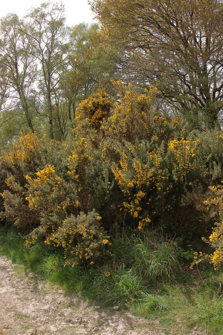 habitat