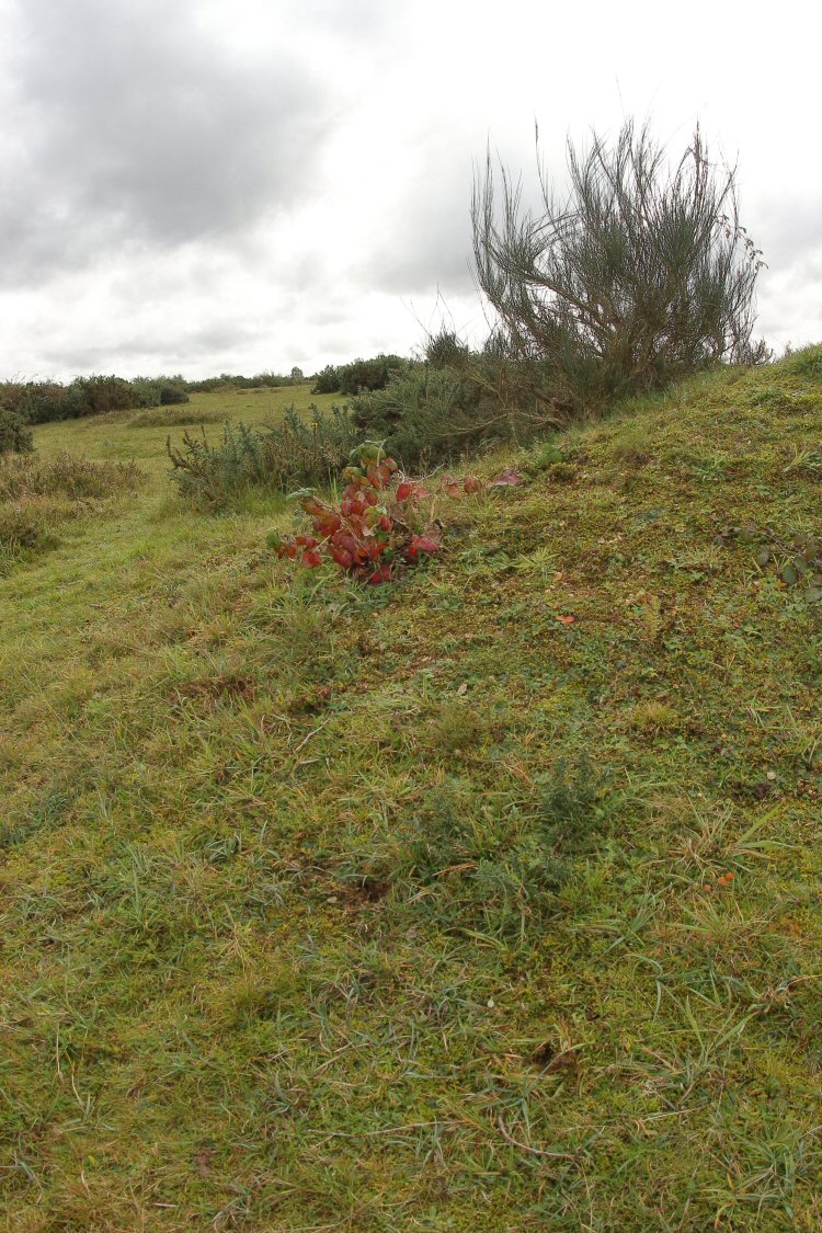 habitat