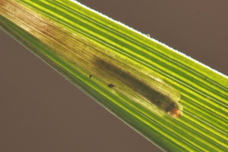 larva in mine
