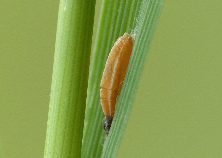 puparium