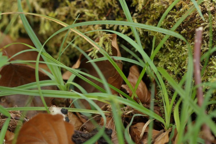pupa at base of mined leaf