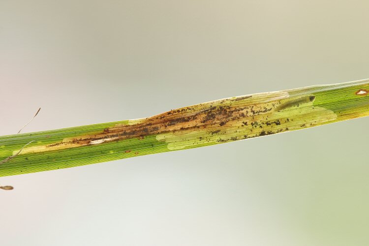 larva in mine