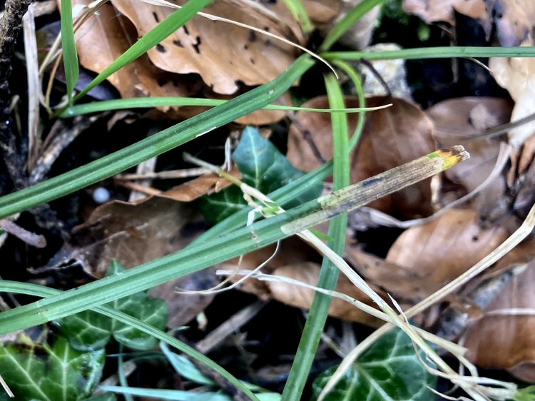 later mines occupy the width of the leaf
