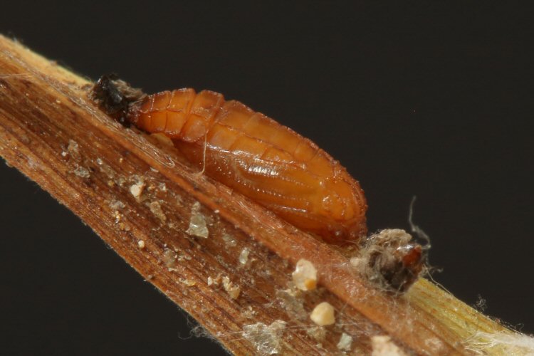 pupa lateral view