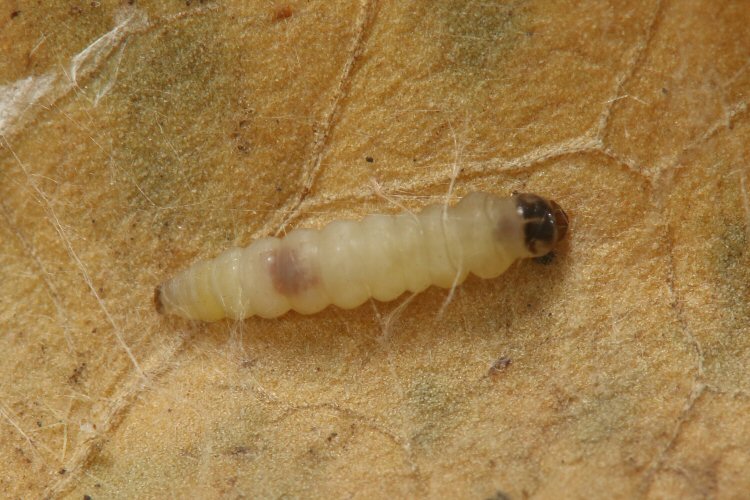larva