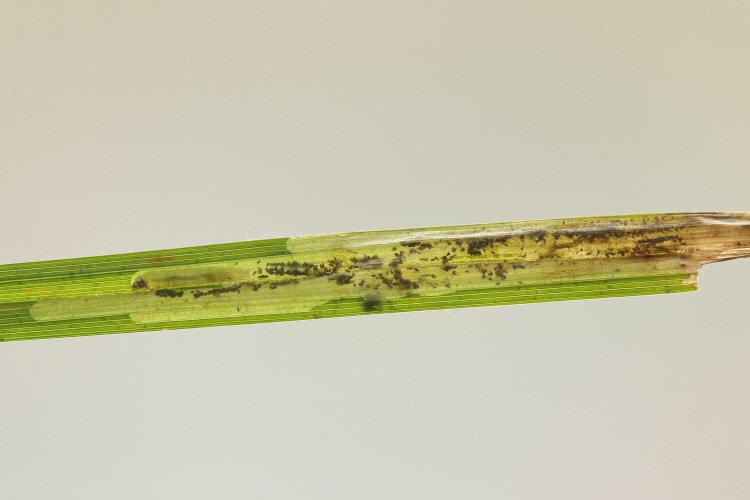 larva in mine