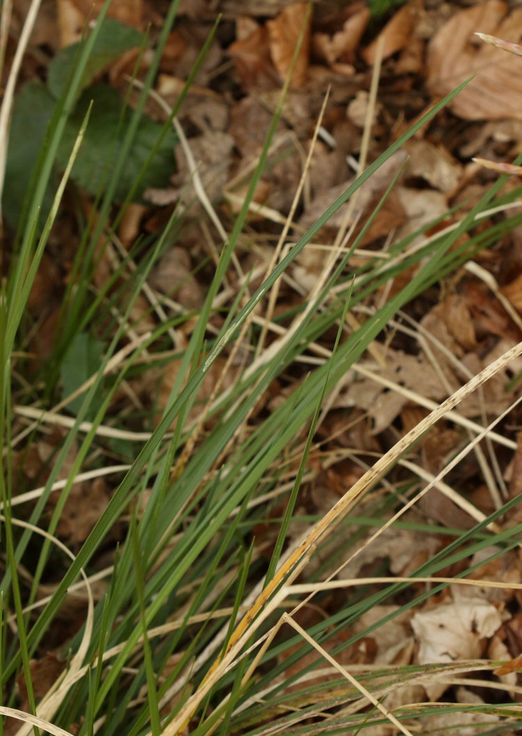 mine in tufted hair grass