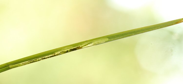 larva in mine