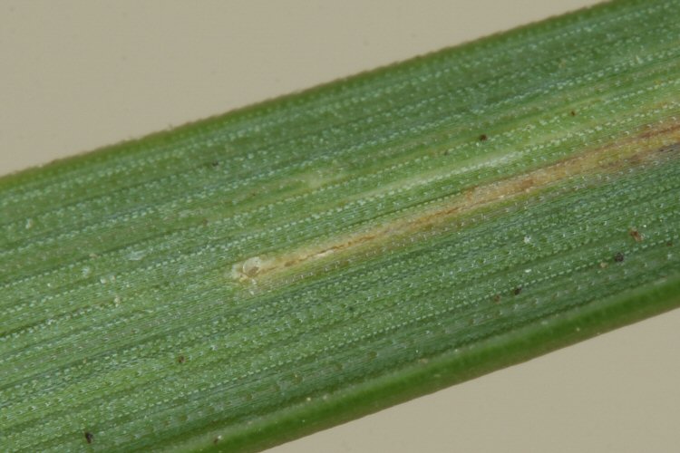 egg shell