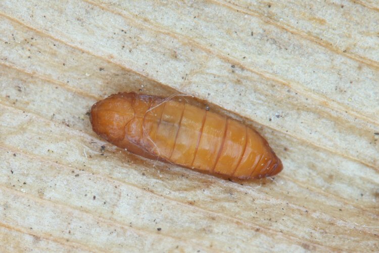 pupa dorsal