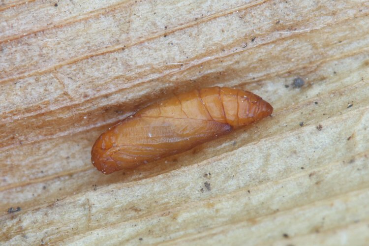 pupa lateral