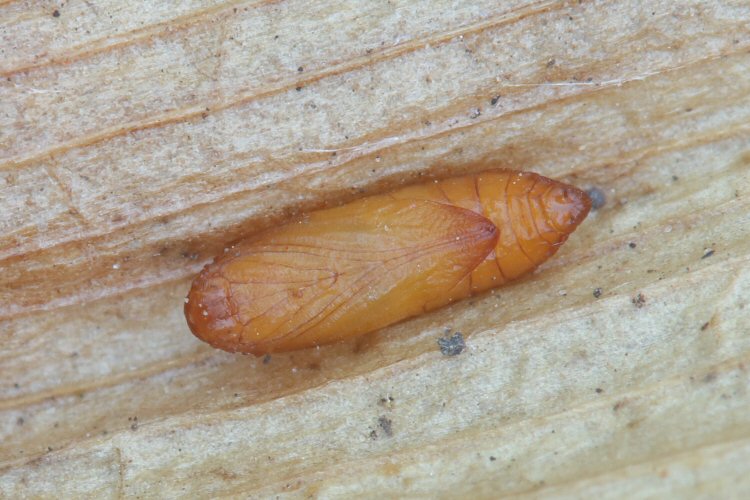 pupa ventral