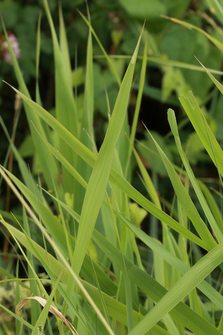 mine at leaf tip